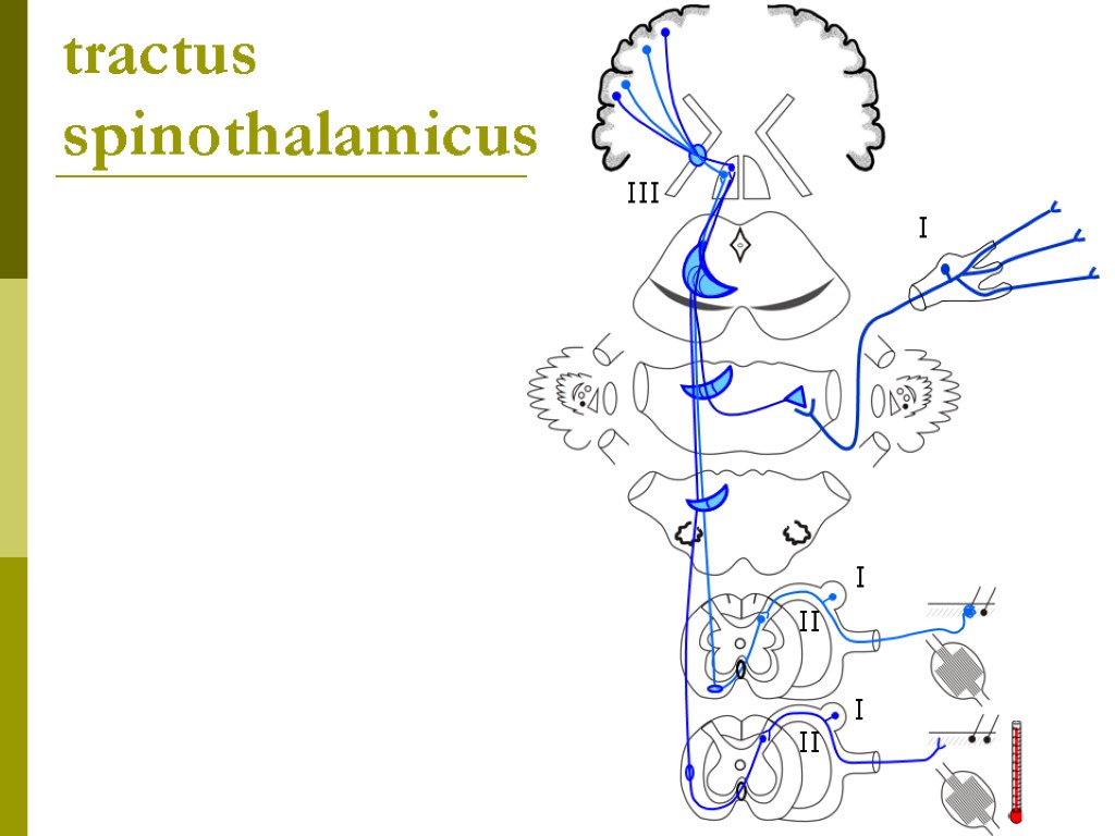 tractus spinothalamicus